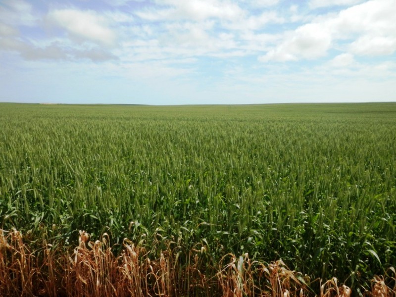 * 332.09ha Jones  Rockwood 820.76acs, Moonta SA 5558