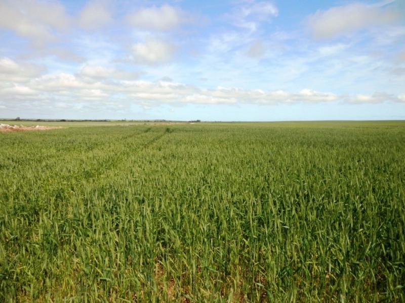 * 332.09ha Jones  Rockwood 820.76acs, Moonta SA 5558