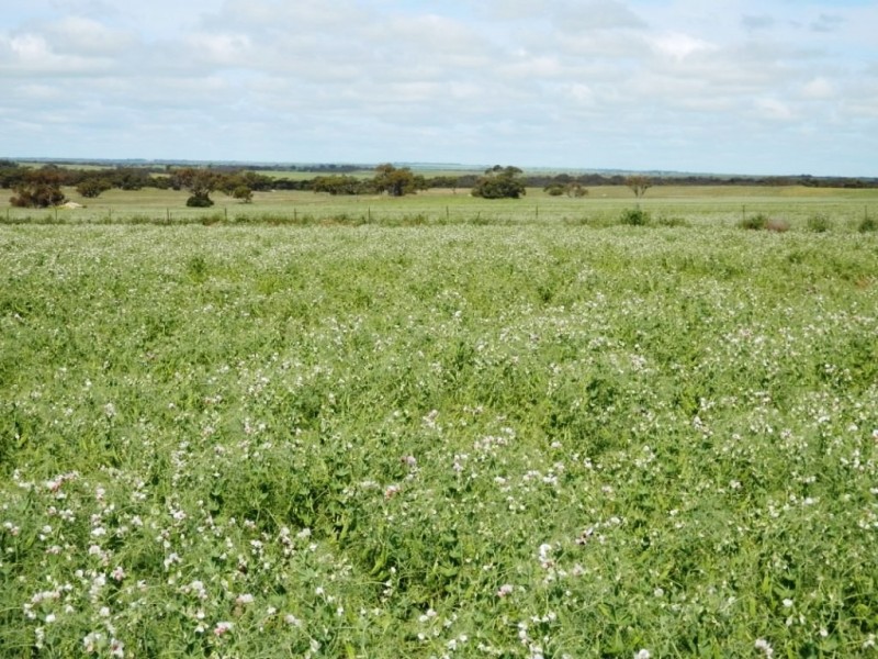 * 332.09ha Jones  Rockwood 820.76acs, Moonta SA 5558