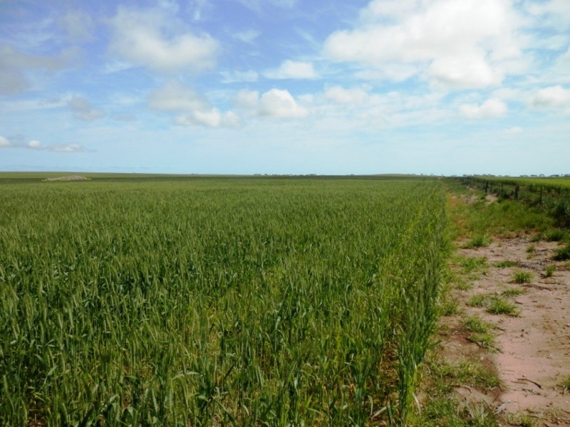 * 332.09ha Jones  Rockwood 820.76acs, Moonta SA 5558