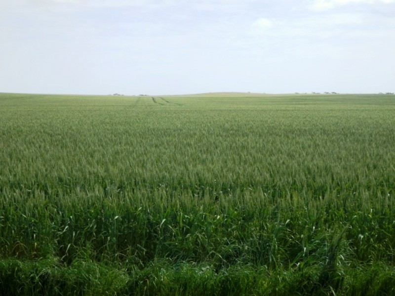 * 332.09ha Jones  Rockwood 820.76acs, Moonta SA 5558