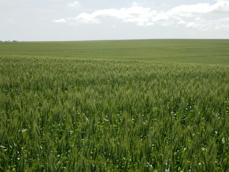 * 332.09ha Jones  Rockwood 820.76acs, Moonta SA 5558