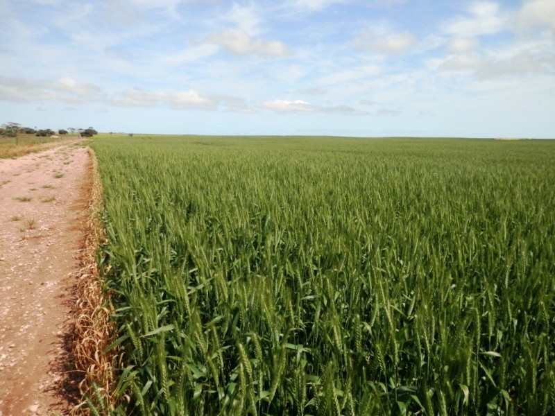 * 332.09ha Jones  Rockwood 820.76acs, Moonta SA 5558