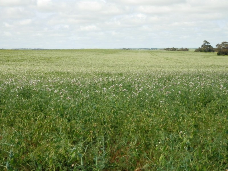 * 332.09ha Jones  Rockwood 820.76acs, Moonta SA 5558