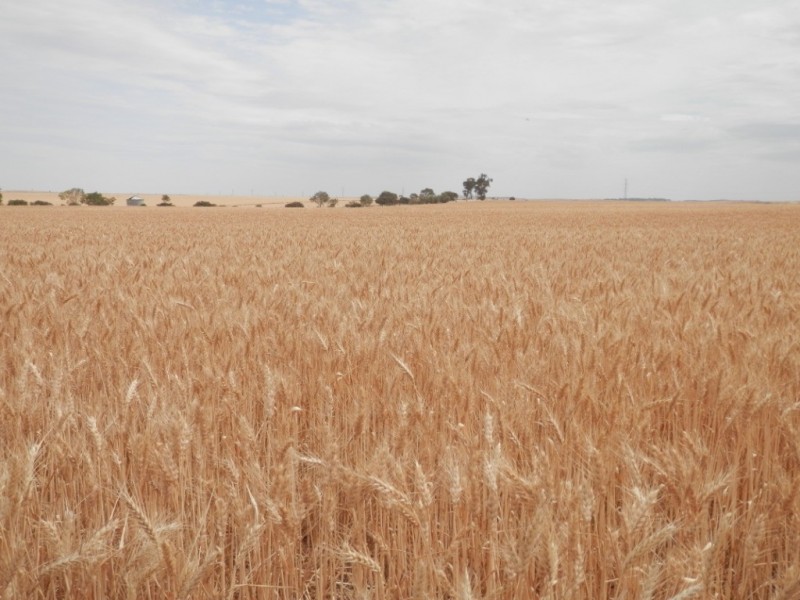 * 396.08ha BYRNES 978acs, Appila SA 5480