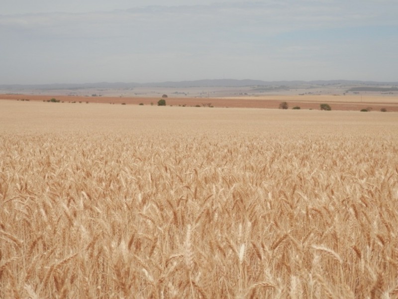 * 396.08ha BYRNES 978acs, Appila SA 5480