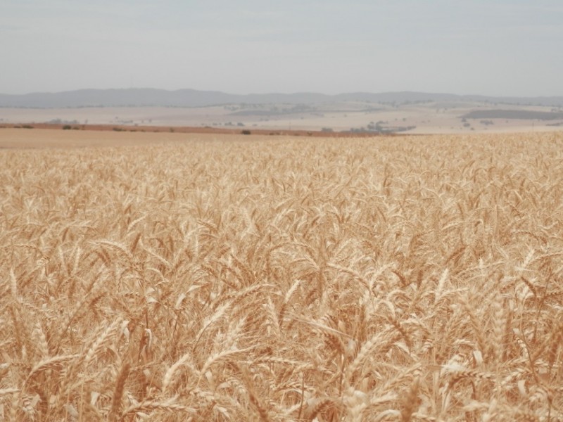 * 396.08ha BYRNES 978acs, Appila SA 5480