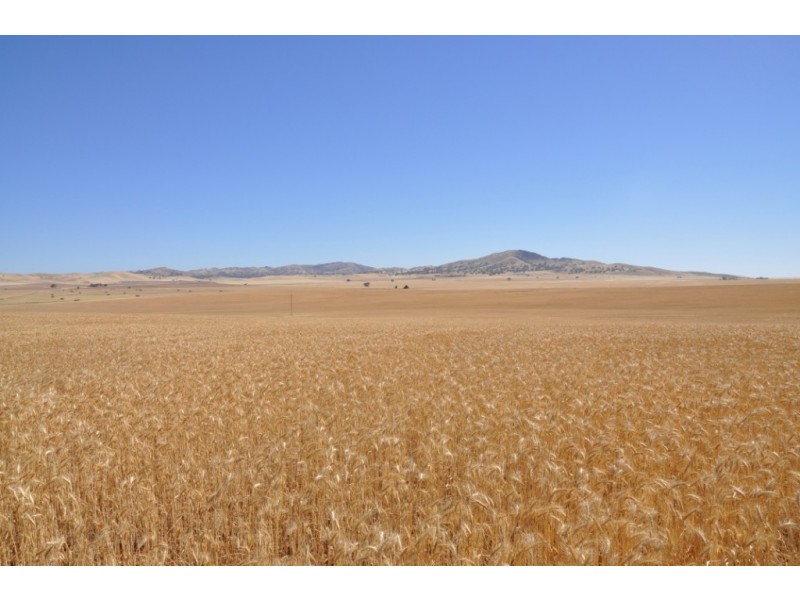 * 653ha “Pollville” 1614acs approx., Mount Bryan SA 5418