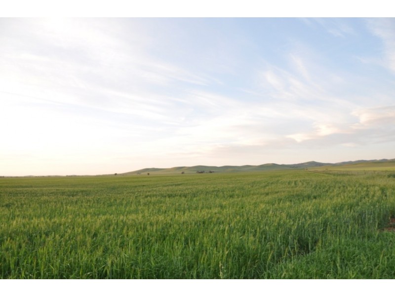 * 653ha “Pollville” 1614acs approx., Mount Bryan SA 5418