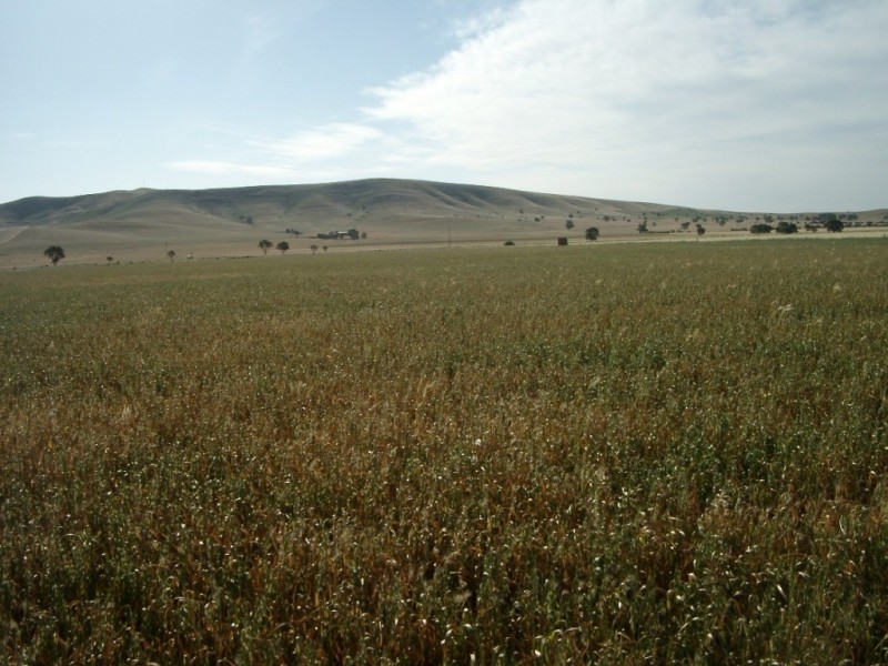 * 653ha “Pollville” 1614acs approx., Mount Bryan SA 5418