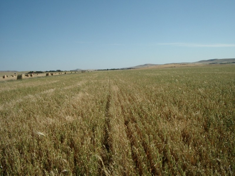 * 653ha “Pollville” 1614acs approx., Mount Bryan SA 5418