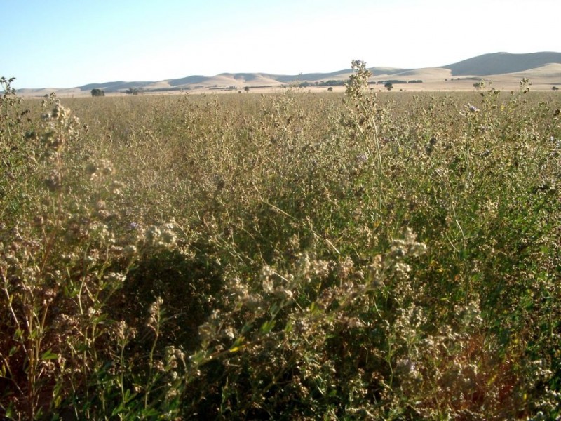 * 653ha “Pollville” 1614acs approx., Mount Bryan SA 5418