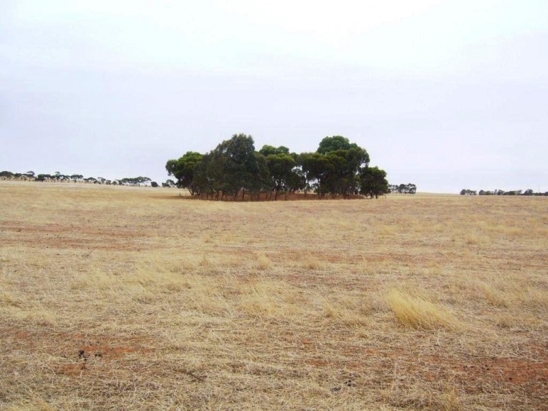 * 77.3ha “Bottrall’s” 191acs, Caltowie SA 5490