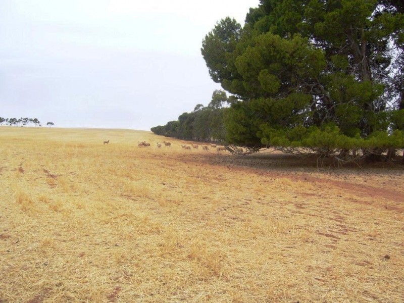 * 77.3ha “Bottrall’s” 191acs, Caltowie SA 5490