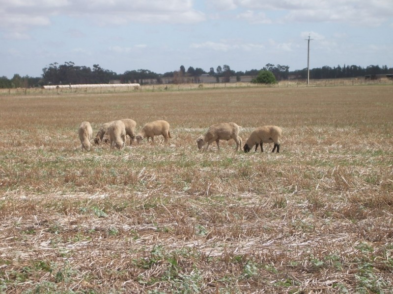 - Flett Road, Roseworthy SA 5371