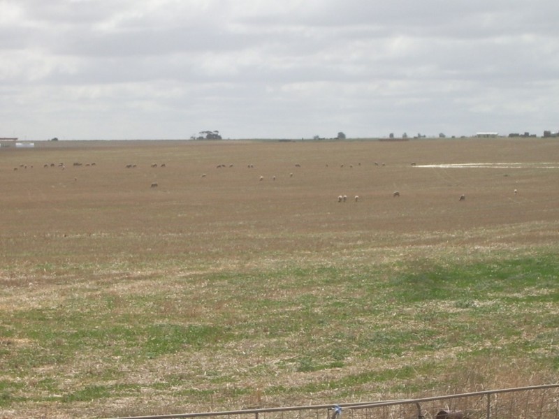 - Flett Road, Roseworthy SA 5371