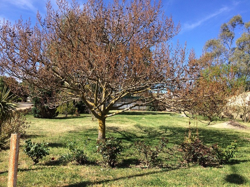 1 Welsh Place, Burra SA 5417