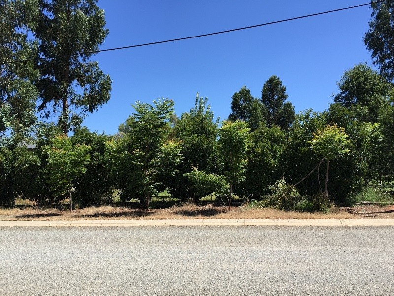 Lot 11 Bleechmore Street, Auburn SA 5451