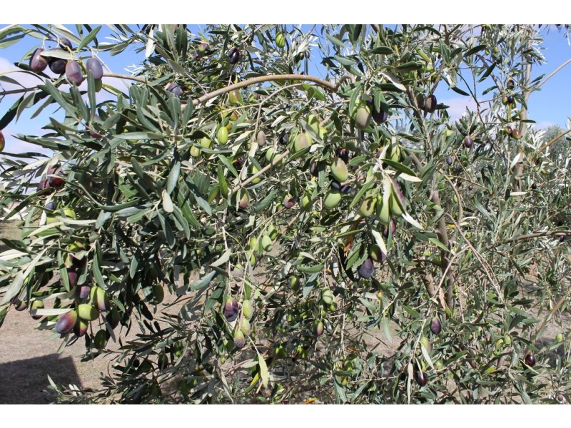 44 Stone Reserve Road, Halbury SA 5461