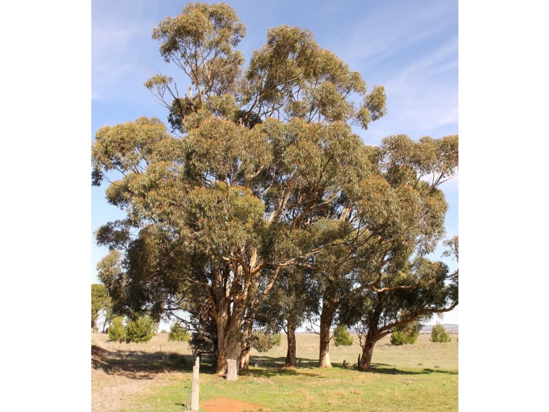 Lot 23 Staveley Street, Farrell Flat SA 5416