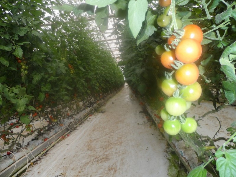 10 Derrick Road, Loxton North SA 5333