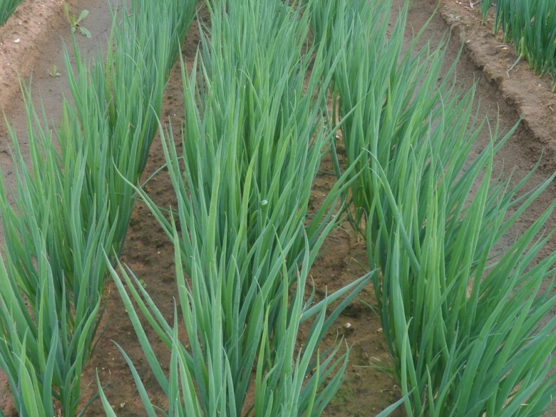 10 Derrick Road, Loxton North SA 5333