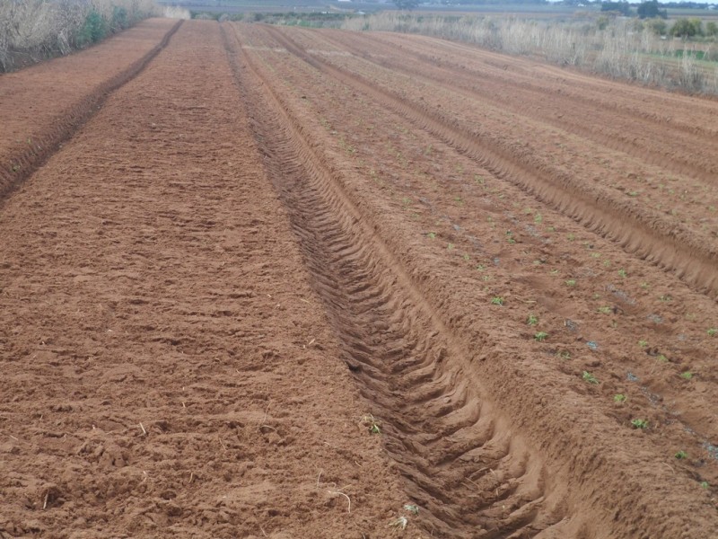 10 Derrick Road, Loxton North SA 5333