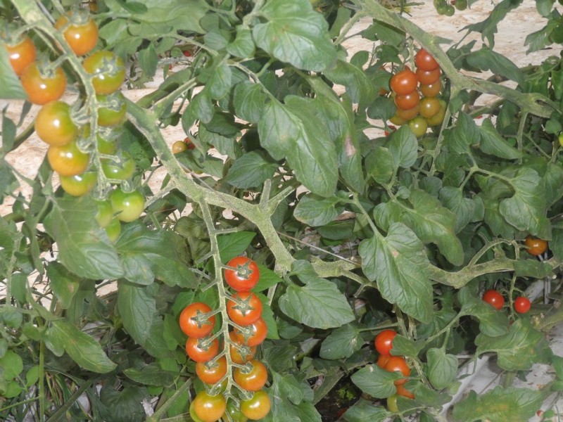 10 Derrick Road, Loxton North SA 5333