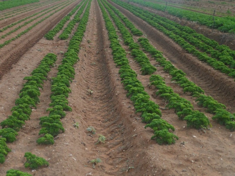 10 Derrick Road, Loxton North SA 5333