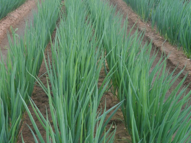 10 Derrick Road, Loxton North SA 5333