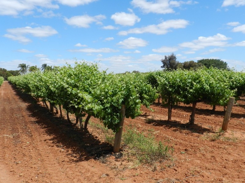 18554 Sturt Highway, Monash SA 5342