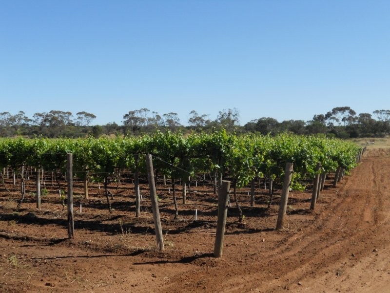 61 Moss Road, Monash SA 5342