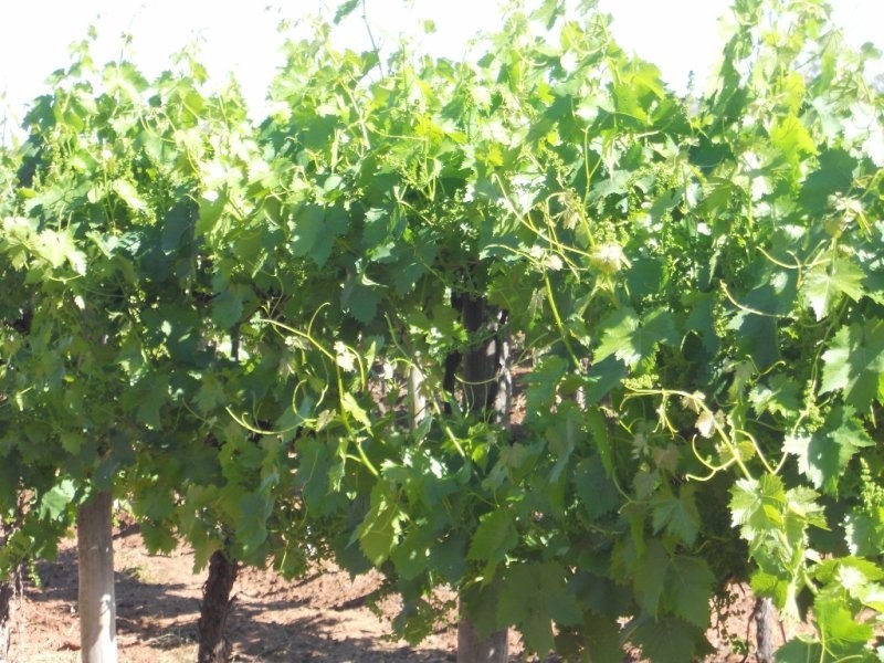 61 Moss Road, Monash SA 5342