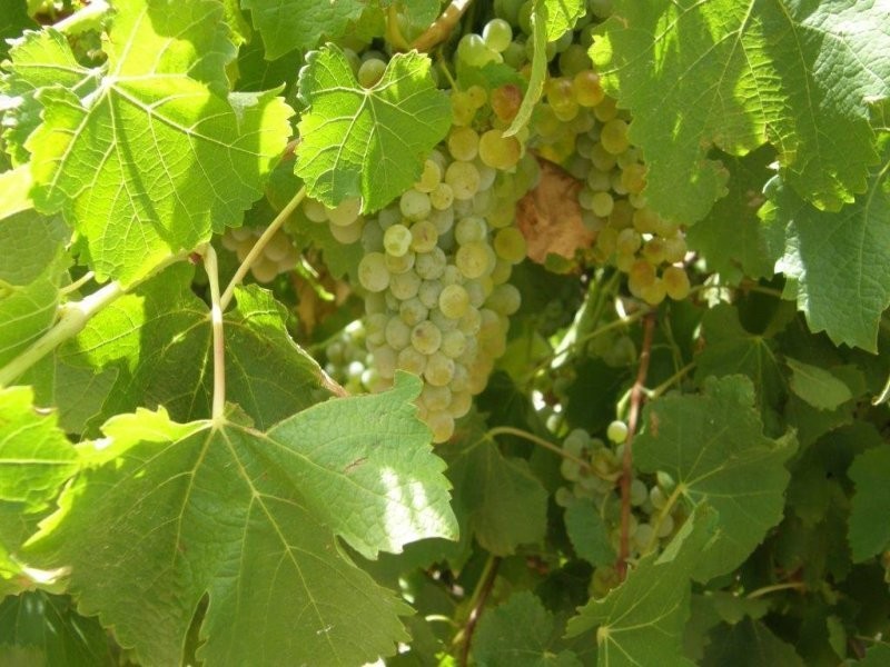 78 Clements Road, Cobdogla SA 5346