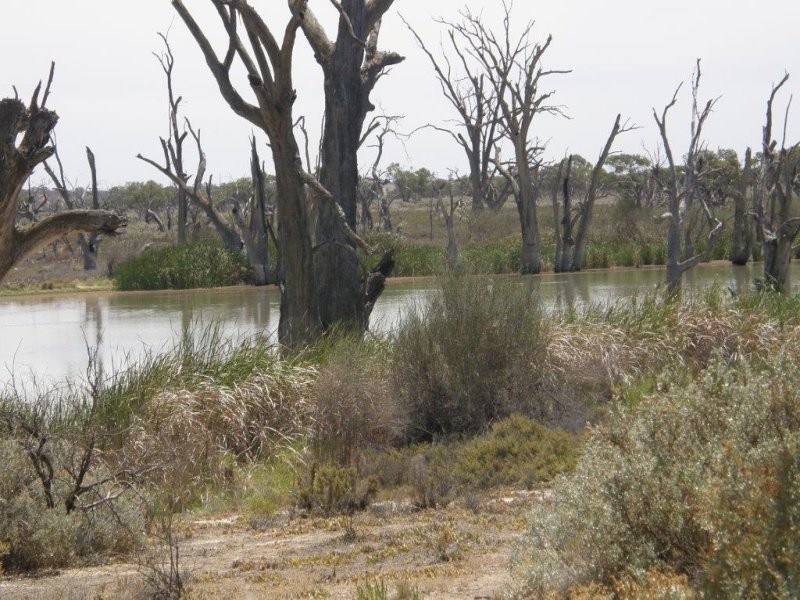 78 Clements Road, Cobdogla SA 5346