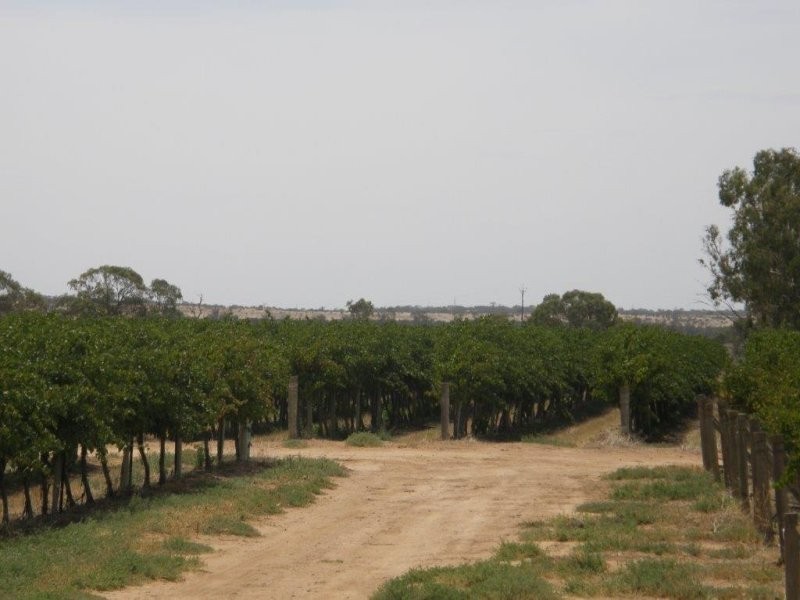 78 Clements Road, Cobdogla SA 5346