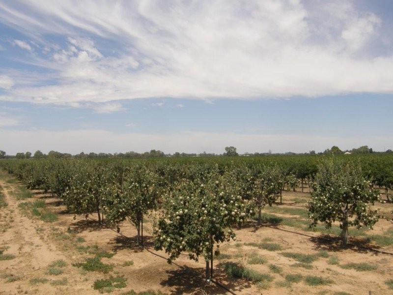 78 Clements Road, Cobdogla SA 5346