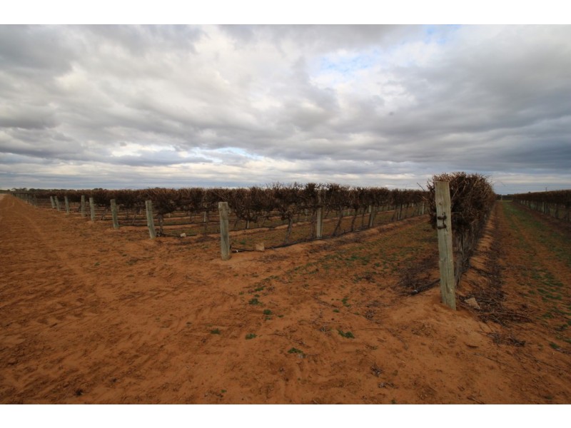 78 Clements Road, Cobdogla SA 5346