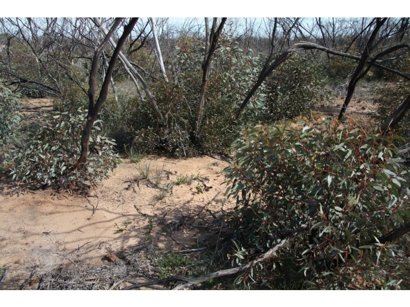 Section 13 Hundred of Billiatt, Alawoona SA 5311