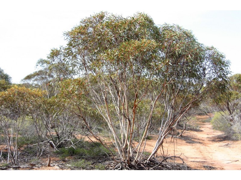 Section 13 Hundred of Billiatt, Alawoona SA 5311