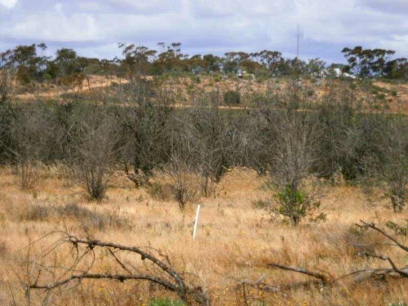 Lot 31 Sturt Highway, Waikerie SA 5330