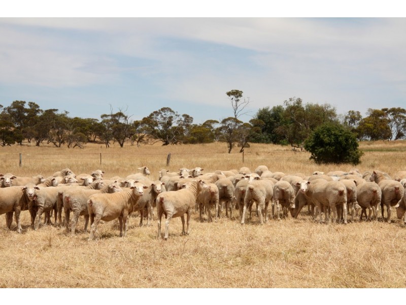 398 Martins Road, Halidon SA 5309