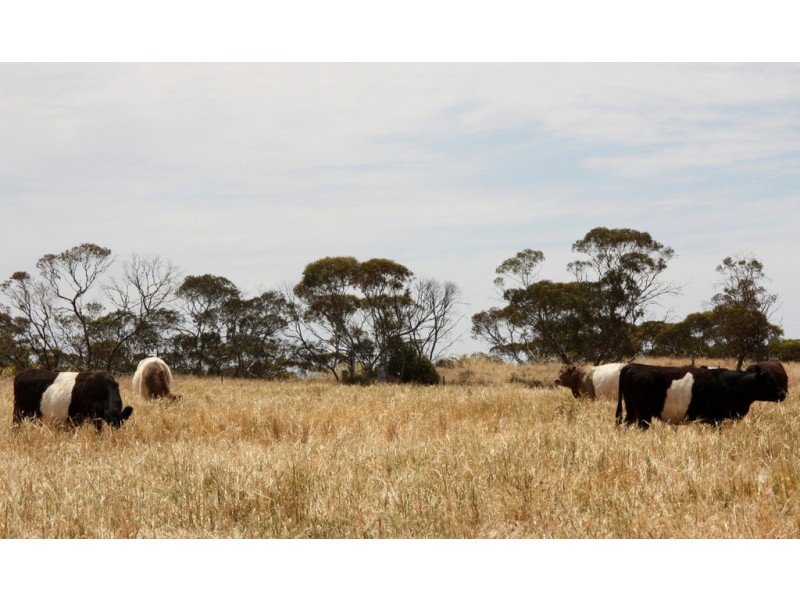 398 Martins Road, Halidon SA 5309