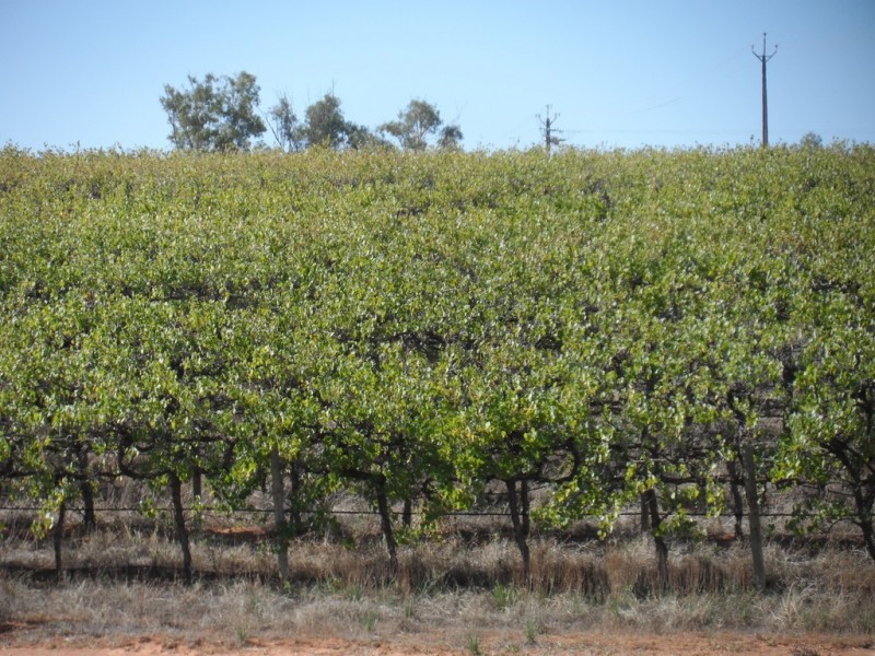 1353 Kingston Road, Pyap SA 5333