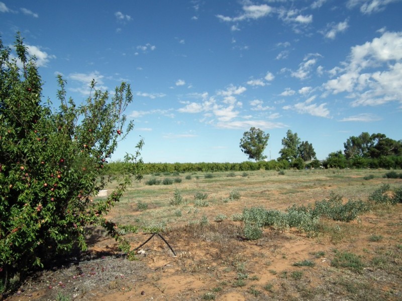 Lot 101 Kulkyne Street, Renmark SA 5341