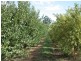 Lot 101 Kulkyne Street, Renmark SA 5341