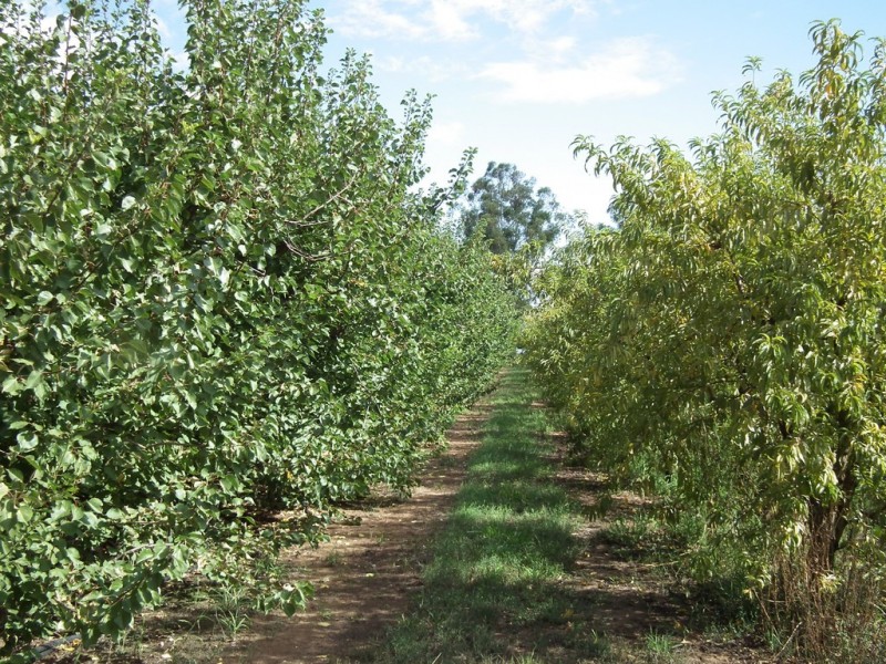 Lot 101 Kulkyne Street, Renmark SA 5341