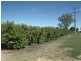 Lot 101 Kulkyne Street, Renmark SA 5341