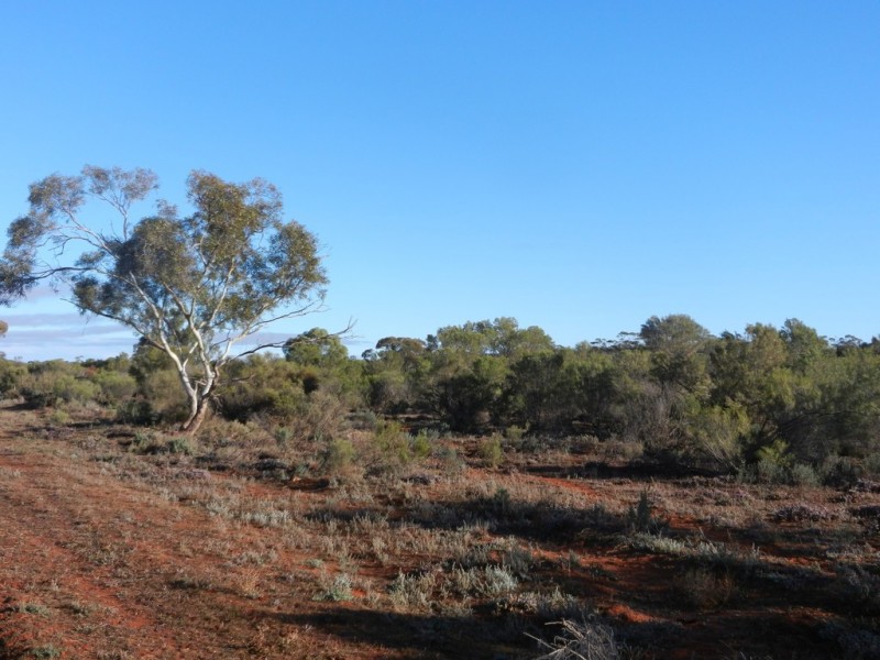 Lot 37 Nicholls Road, Renmark SA 5341