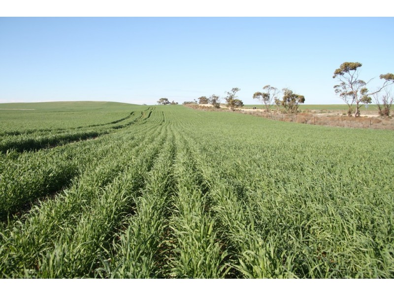 Section 50 Hundred of Allen, Alawoona SA 5311